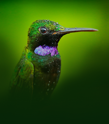 Central de Ajuda Puravida